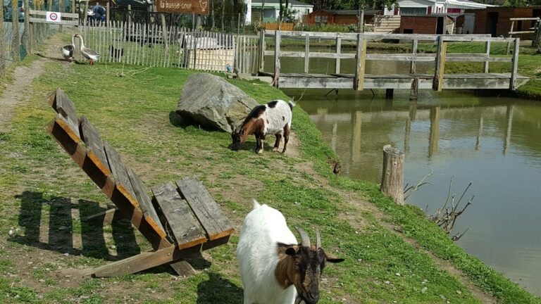 mini ferme baie dorée 768x432