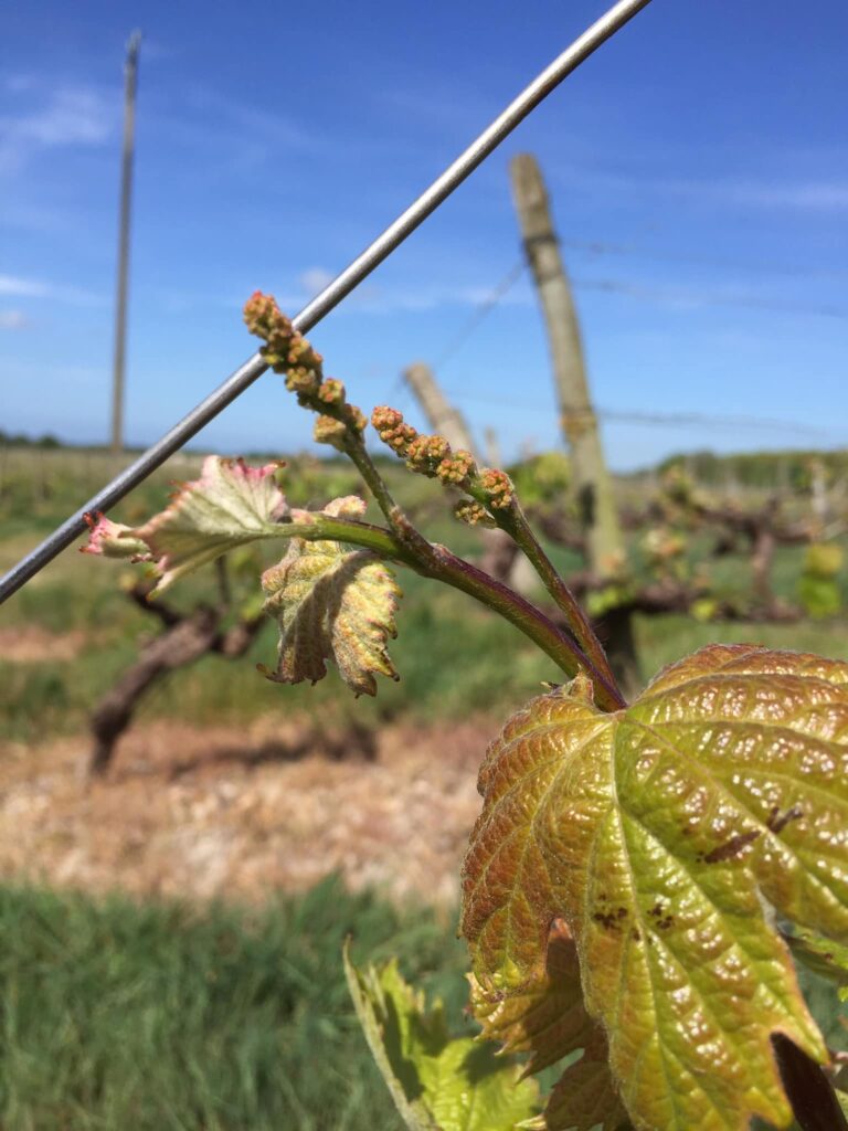 vignes bis padiou 1 768x1024